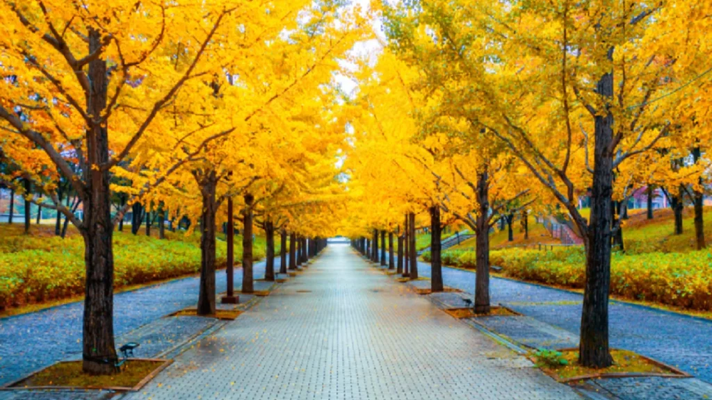 Geographical Features of Yellow Spring Road Japan