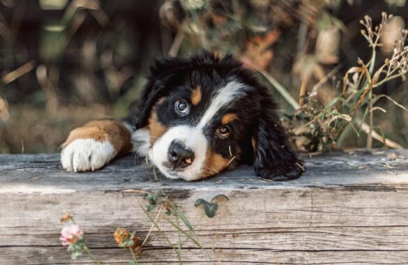 Puppy:Rk5nf8zb4k4= Bernese Mountain Dog