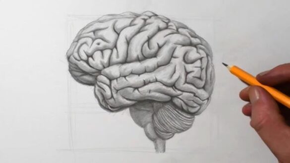 Drawing:Tkiiim2ha_K= Brain