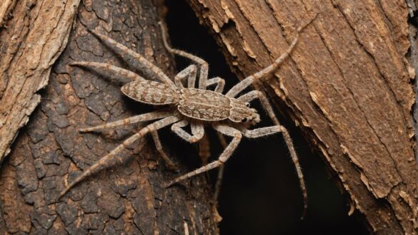 huntsman and wolf spiders huntsman and wolf spiders